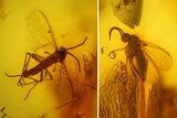 Fossil Fly Swarm (Diptera) In Baltic Amber - Over Flies! #183562-1